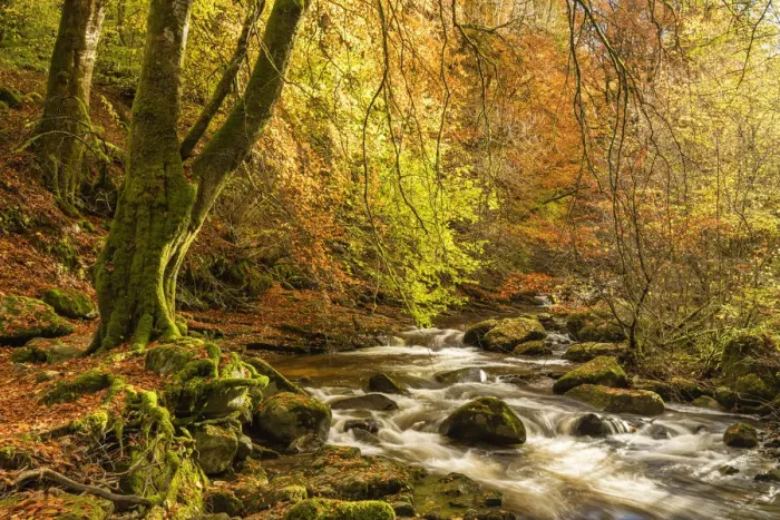 Framed Print : Moness Burn in Autumn, Birks of Aberfeldy, Perthshire Region, Scotland Framed Print : Moness Burn in Autumn, Birks of Aberfeldy, Perthshire Region, Scotland