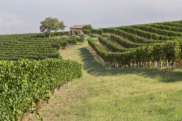 Monferrato, Asti district, Piedmont, Italy. Summer in the Monferrato wine region