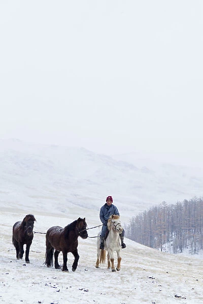 Mongolia, Ovorkhangai, Orkhon Valley. A Nomad man on horseback guides two horses