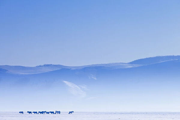 Mongolia, Ovorkhangai, Orkkhon Valley. Horses in the winter landscape