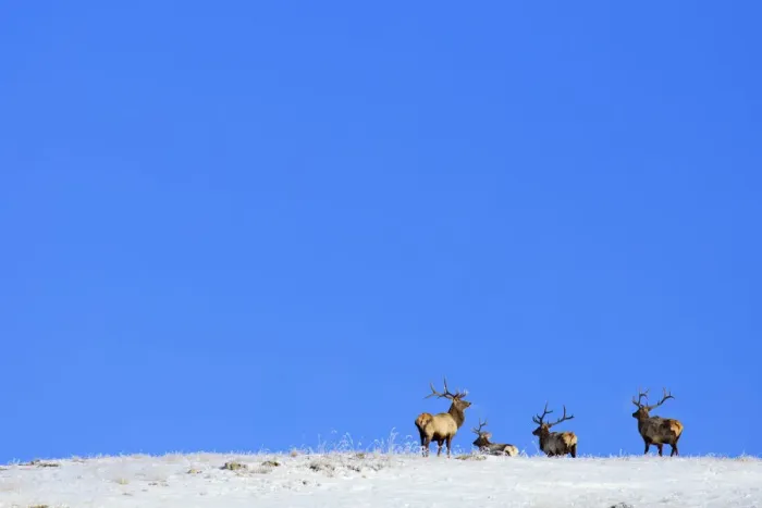Framed Print : Mongolia, Tov Proince, Khustain Nuruu National Park. Red Deer on a snow covered hilltop Framed Print : Mongolia, Tov Proince, Khustain Nuruu National Park. Red Deer on a snow covered hilltop