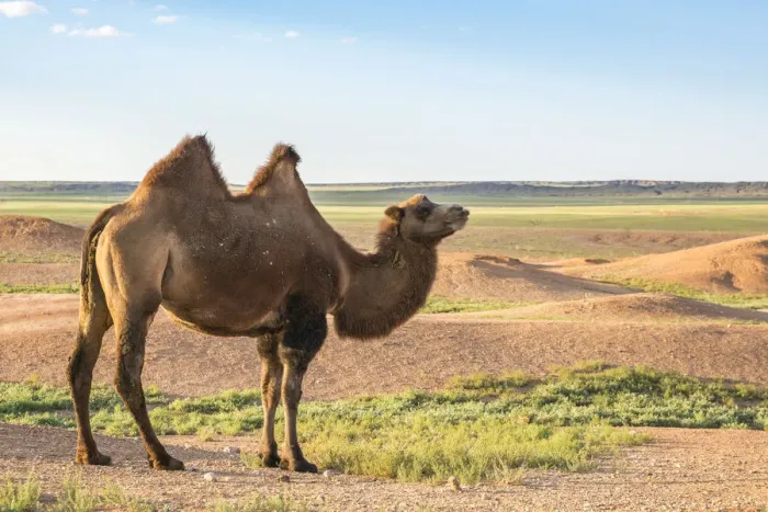 Framed Print : Mongolian camel. Ulziit, Middle Gobi province, Mongolia Framed Print : Mongolian camel. Ulziit, Middle Gobi province, Mongolia