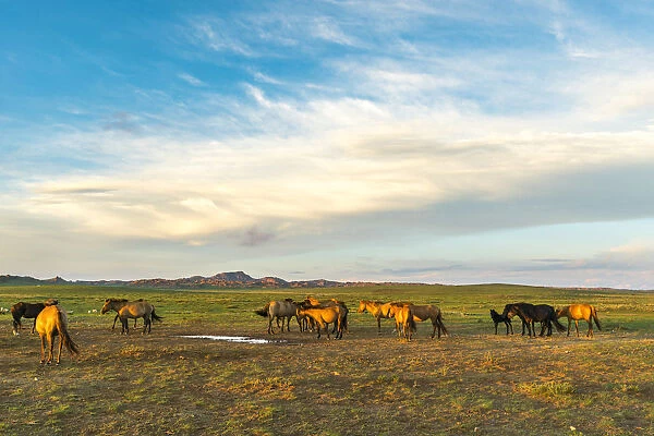 Mongolian horsess at sunset. Middle Gobi province, Mongolia