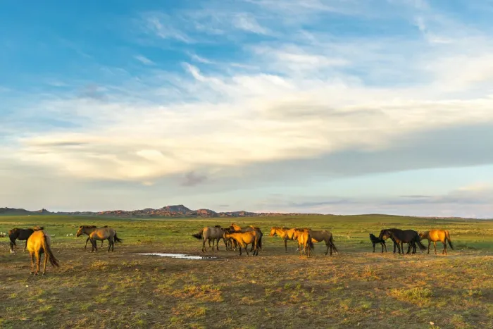 Framed Print : Mongolian horsess at sunset. Middle Gobi province, Mongolia Framed Print : Mongolian horsess at sunset. Middle Gobi province, Mongolia