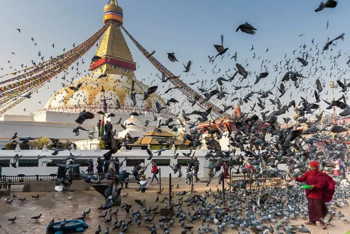 Framed Print : Monk feeding pidgeons at Boudhanath Stupa, Kathmandu, Nepal