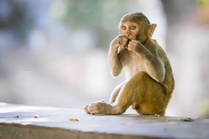 Framed Print : Monkey at Hpo Win Daung Caves (AKA Phowintaung Caves), Monywa, Monywa Township Framed Print : Monkey at Hpo Win Daung Caves (AKA Phowintaung Caves), Monywa, Monywa Township