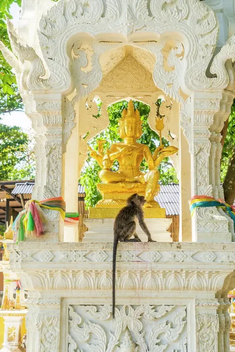 Framed Print : A monkey on a small shrine on Ao Nang Beach, Ao Nang, Krabi, Thailand Framed Print : A monkey on a small shrine on Ao Nang Beach, Ao Nang, Krabi, Thailand