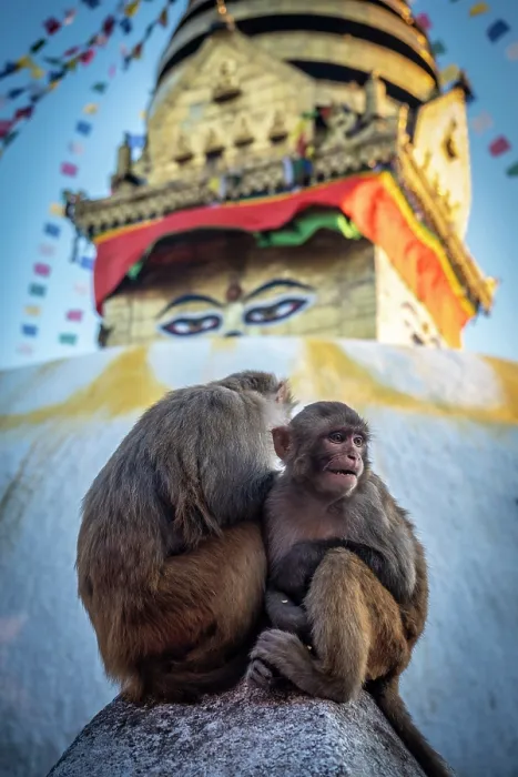 Framed Print : Monkeys at Swayambunath temple (aka Monkey Temple), Kathmandu, Nepal Framed Print : Monkeys at Swayambunath temple (aka Monkey Temple), Kathmandu, Nepal