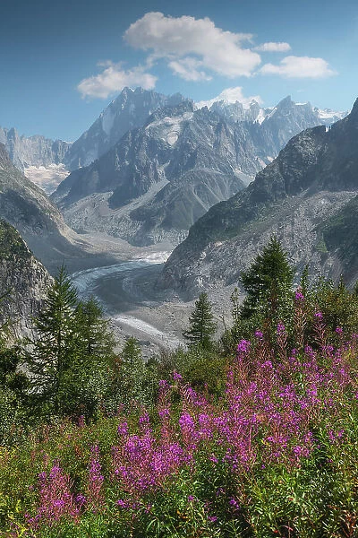 Mont Blanc massif rising in the background with some fireweed in the foreground. French Alps, France