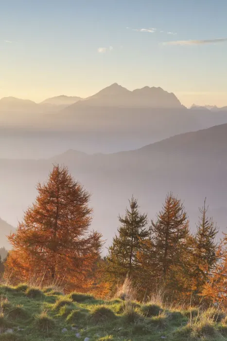 Framed Print : Monte Pora, Orobie Alps, Lombardy, Italy. Group of larches at sunset