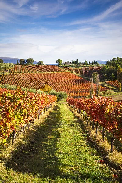 Montefalco Sagrantino vineyards, Montefalco, Perugia province, Umbria, Italy