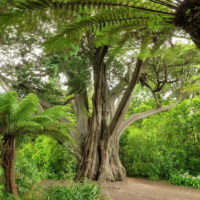 Framed Print : Monterey Cypresses (Cupressus macrocarpa), Christchurch Botanical Gardens, Christchurch, South Island, New Zealand Framed Print : Monterey Cypresses (Cupressus macrocarpa), Christchurch Botanical Gardens, Christchurch, South Island, New Zealand