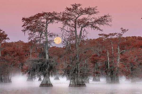 Full moon above a bayou of Lake Caddo, Texas, USA
