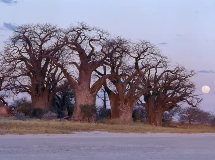 Framed Print : A full moon rises over a spectacular grove of ancient baobab trees Framed Print : A full moon rises over a spectacular grove of ancient baobab trees