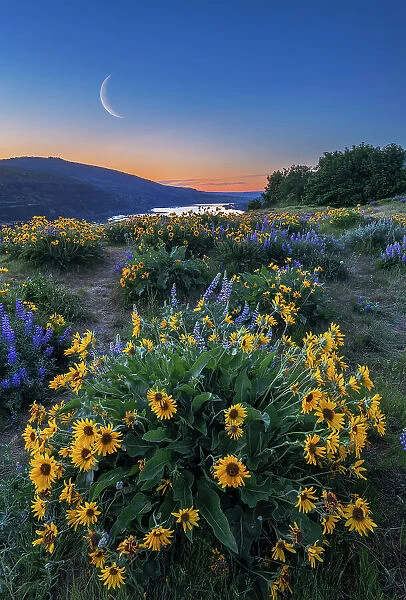 Moon over Wildflowers at Sunrise, Tom McCall Preserve, Columbia Gorge, Oregon, USA