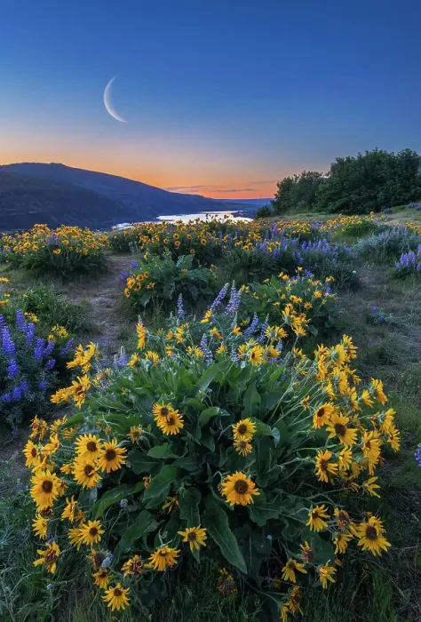 Framed Print : Moon over Wildflowers at Sunrise, Tom McCall Preserve, Columbia Gorge, Oregon, USA Framed Print : Moon over Wildflowers at Sunrise, Tom McCall Preserve, Columbia Gorge, Oregon, USA