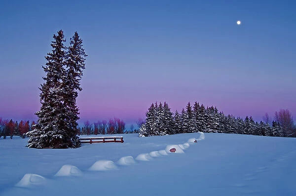 moonrise at dusk in winter Birds Hill Provincial Park, Manitoba, Canada
