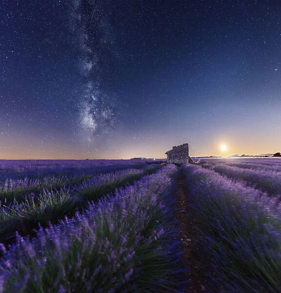 Moonset and milky way over an abandoned farmhouse in the middle of lavenders fields