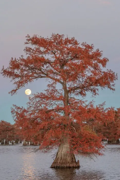 Framed Print : Full mooon above Lake Caddo, Texas, USA Framed Print : Full mooon above Lake Caddo, Texas, USA