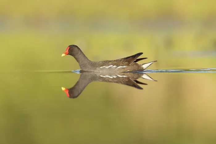Framed Print : Moorhen (Gallinula chloropus), reflected on water, near Bratsigovo, Bulgaria Framed Print : Moorhen (Gallinula chloropus), reflected on water, near Bratsigovo, Bulgaria