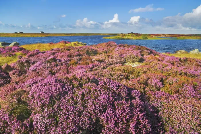Framed Print : Moorland with heather on South Uist - United Kingdom, Scotland, Outer Hebrides Framed Print : Moorland with heather on South Uist - United Kingdom, Scotland, Outer Hebrides
