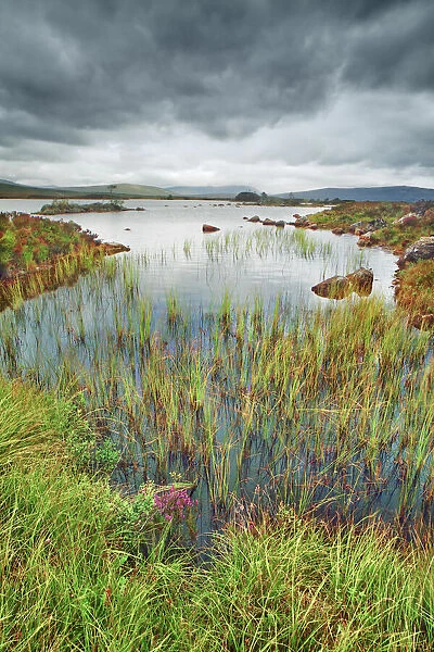 Moorland at Rannoch Moor - United Kingdom, Scotland, Argyll and Bute