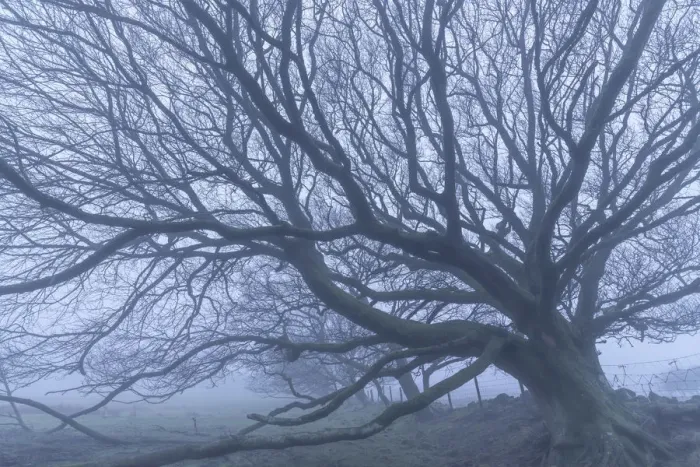 Framed Print : Moorland tree in winter fog, Dartmoor National Park, Devon, England