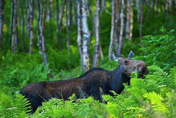Moose (Alces alces) in the boreal forest. This is a provincial park and not a true Canadian national park. Parc national de la Gaspesie, Quebec, Canada