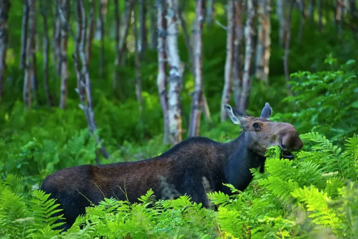 Framed Print : Moose (Alces alces) in the boreal forest. This is a provincial park and not a true Canadian national park. Parc national de la Gaspesie, Quebec, Canada Framed Print : Moose (Alces alces) in the boreal forest. This is a provincial park and not a true Canadian national park. Parc national de la Gaspesie, Quebec, Canada