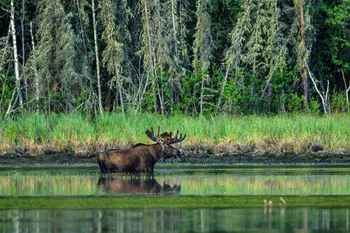 Framed Print : Moose (Alces alces). Bull foraging for aquatic plants in a beaver pond, Toad River, British Columbia BC, Canada Framed Print : Moose (Alces alces). Bull foraging for aquatic plants in a beaver pond, Toad River, British Columbia BC, Canada