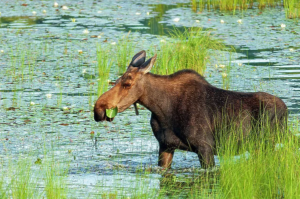 Moose (Alces alces) feeding in wetland Algonquin Provincial Park, Ontario, Canada