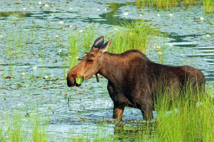 Framed Print : Moose (Alces alces) feeding in wetland Algonquin Provincial Park, Ontario, Canada Framed Print : Moose (Alces alces) feeding in wetland Algonquin Provincial Park, Ontario, Canada
