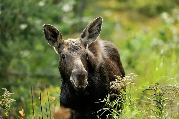 Framed Print : Moose (Alces alces) First year calf, Algonquin Prov Park, Ontario, Canada Framed Print : Moose (Alces alces) First year calf, Algonquin Prov Park, Ontario, Canada