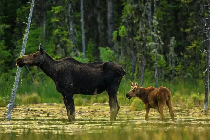 Framed Print : Moose (Alces alces), Liard Hot Springs provincial park, BC British Columbia, Canada Framed Print : Moose (Alces alces), Liard Hot Springs provincial park, BC British Columbia, Canada