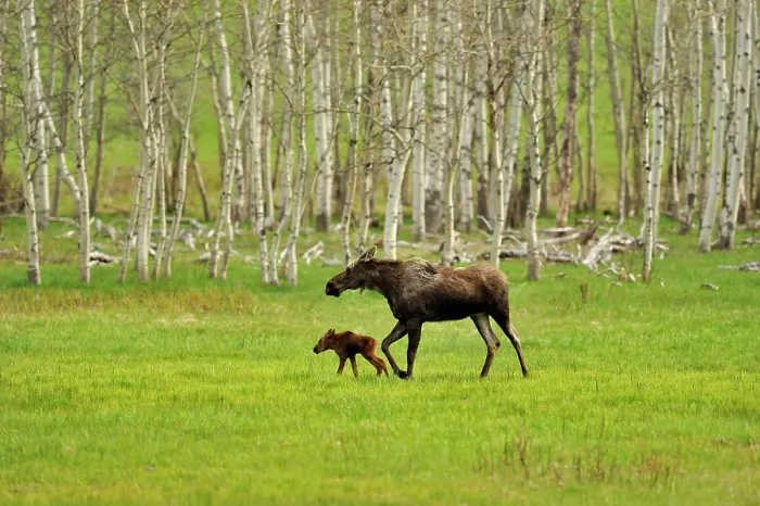 Framed Print : Moose (Alces alces) Mother and newborn calf, Chain Lakes Prov Pk, Alberta, Canada Framed Print : Moose (Alces alces) Mother and newborn calf, Chain Lakes Prov Pk, Alberta, Canada