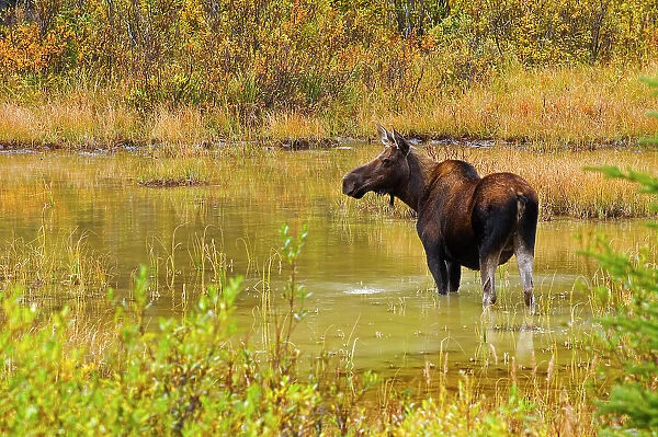 Moose (Alces alces) in pond in Kananaskis Country, Alberta, Canada