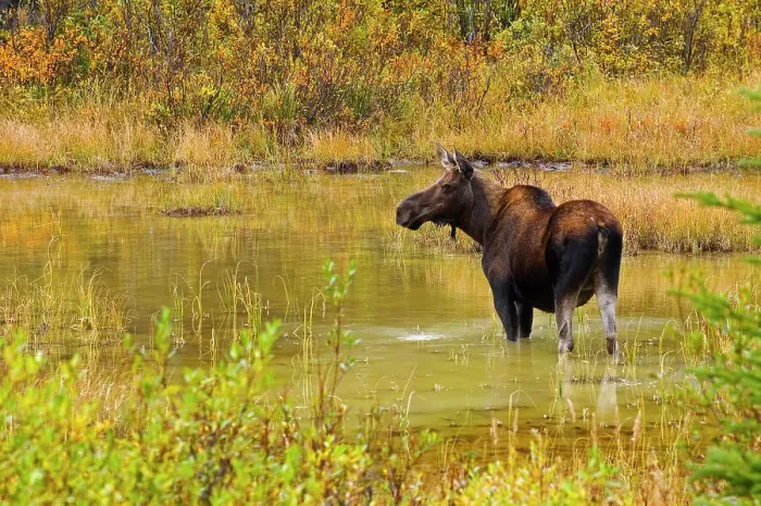 Framed Print : Moose (Alces alces) in pond in Kananaskis Country, Alberta, Canada Framed Print : Moose (Alces alces) in pond in Kananaskis Country, Alberta, Canada