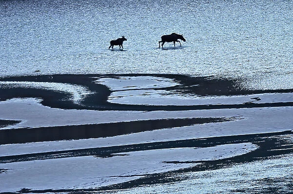 Moose (Alces alces) walking on the sand ridges of Medicine Lake, Jasper National Park, Alberta, Canada