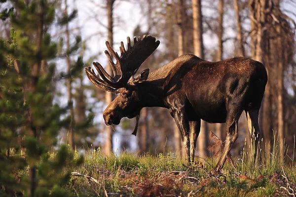 Moose in the Rocky Mountain National Park, Colorado, USA