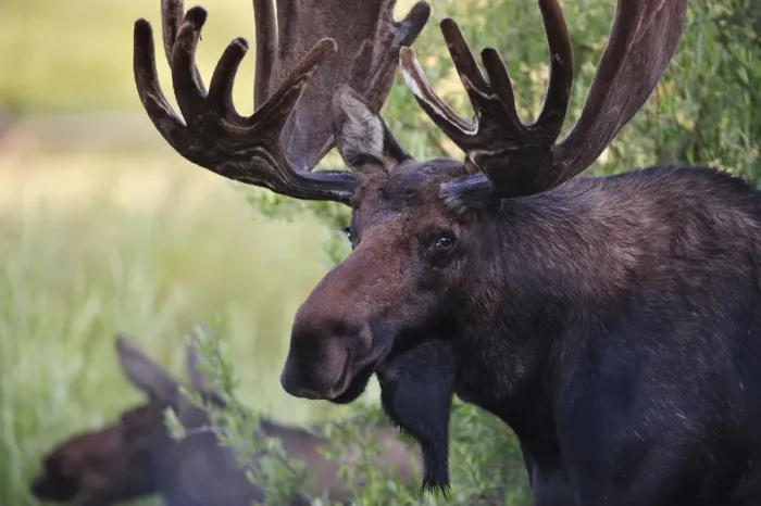 Framed Print : Moose in the Rocky Mountain National Park, Colorado, USA Framed Print : Moose in the Rocky Mountain National Park, Colorado, USA