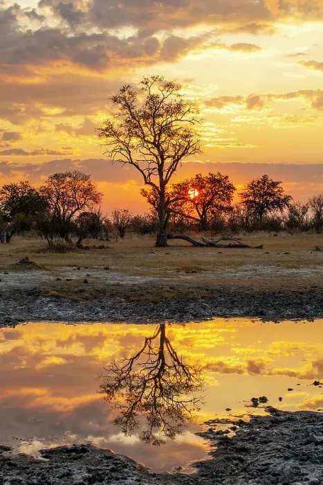 Framed Print : Moremi Game Reserve, Botswana, Africa