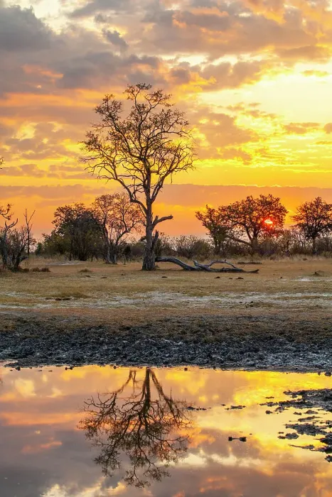 Framed Print : Moremi Game Reserve, Botswana, Africa