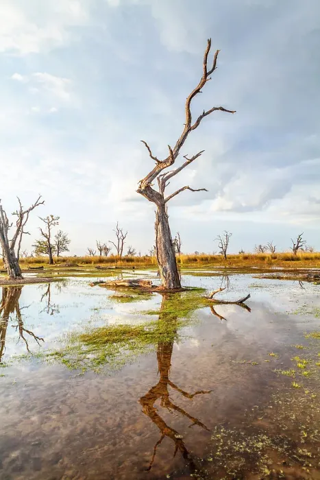 Framed Print : Moremi Game Reserve, Botswana, Africa