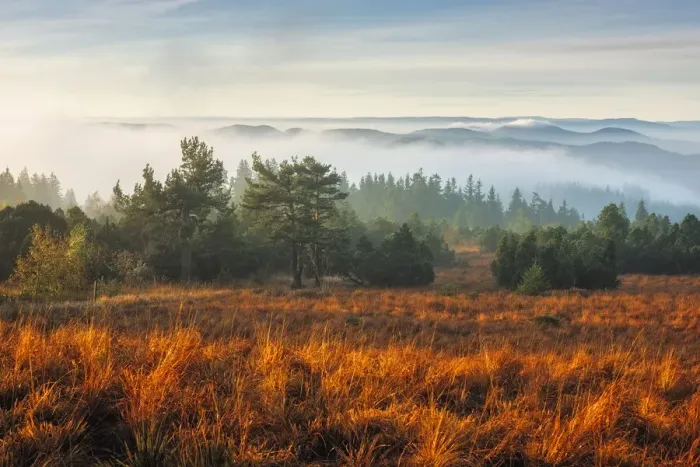 Framed Print : Morning atmosphere at Schliffkopf, Black Forest National Park, Black Forest, Baden-Wuerttemberg, Germany, Europe Framed Print : Morning atmosphere at Schliffkopf, Black Forest National Park, Black Forest, Baden-Wuerttemberg, Germany, Europe