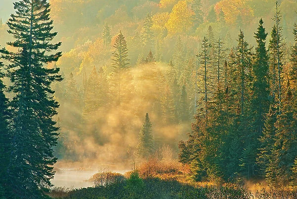 Morning fog rising above a creek in the boreal forest. Lake Superior Provincial Park, Ontario, Canada
