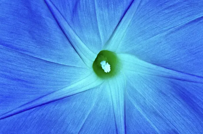 Framed Print : Morning glory blossom (Ipomoea purpurea) Winnipeg, Manitoba, Canada Framed Print : Morning glory blossom (Ipomoea purpurea) Winnipeg, Manitoba, Canada