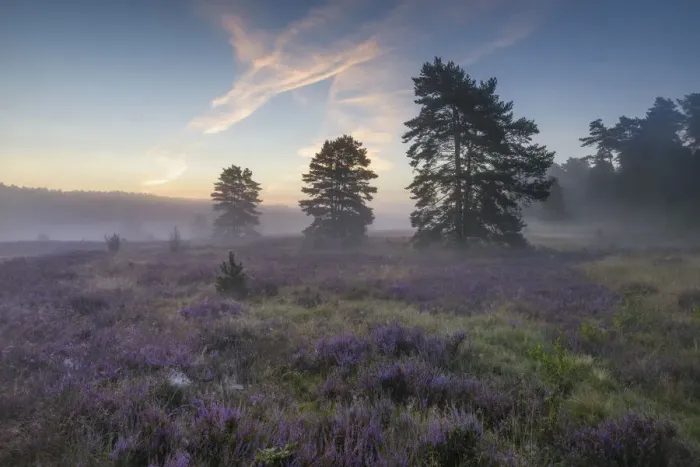 Framed Print : Morning light with blooming heathland (Calluna vulgaris Framed Print : Morning light with blooming heathland (Calluna vulgaris