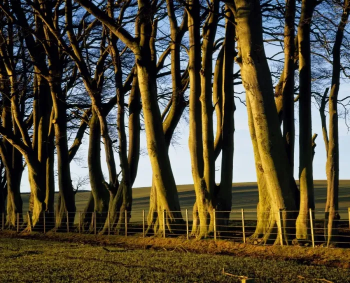 Framed Print : Morning light on trees Framed Print : Morning light on trees