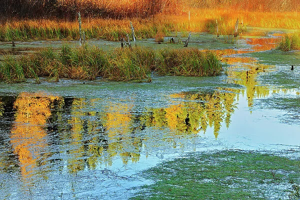 Morning light on a wetland Ear Falls Ontario, Canada
