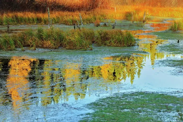 Framed Print : Morning light on a wetland Ear Falls Ontario, Canada Framed Print : Morning light on a wetland Ear Falls Ontario, Canada